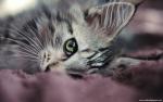 cat_209