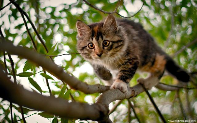 cat_211