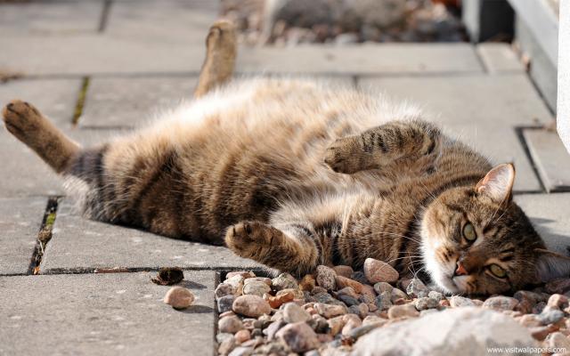 cat_213