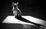 cat_215