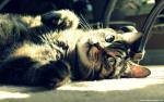 cat_216