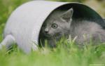cat_221