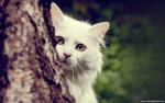 cat_226