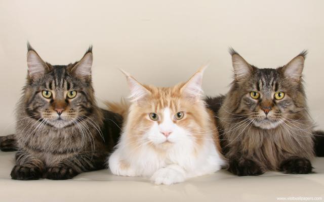 cat_228