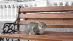 cat_229