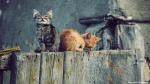 cat_231