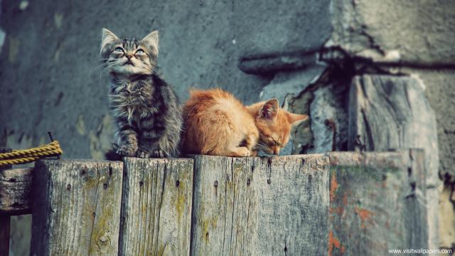 cat_231