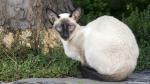 cat_233