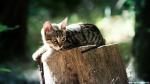 cat_234