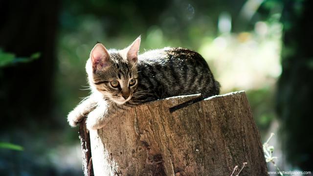 cat_234
