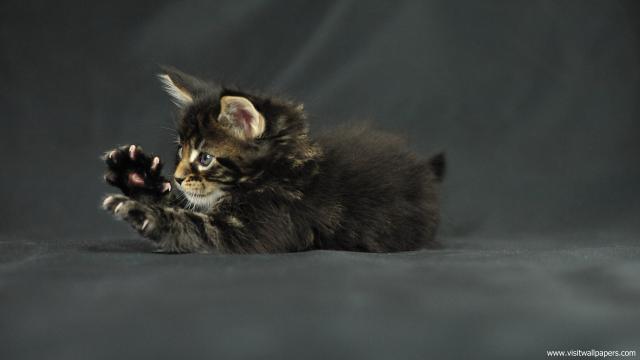 cat_235
