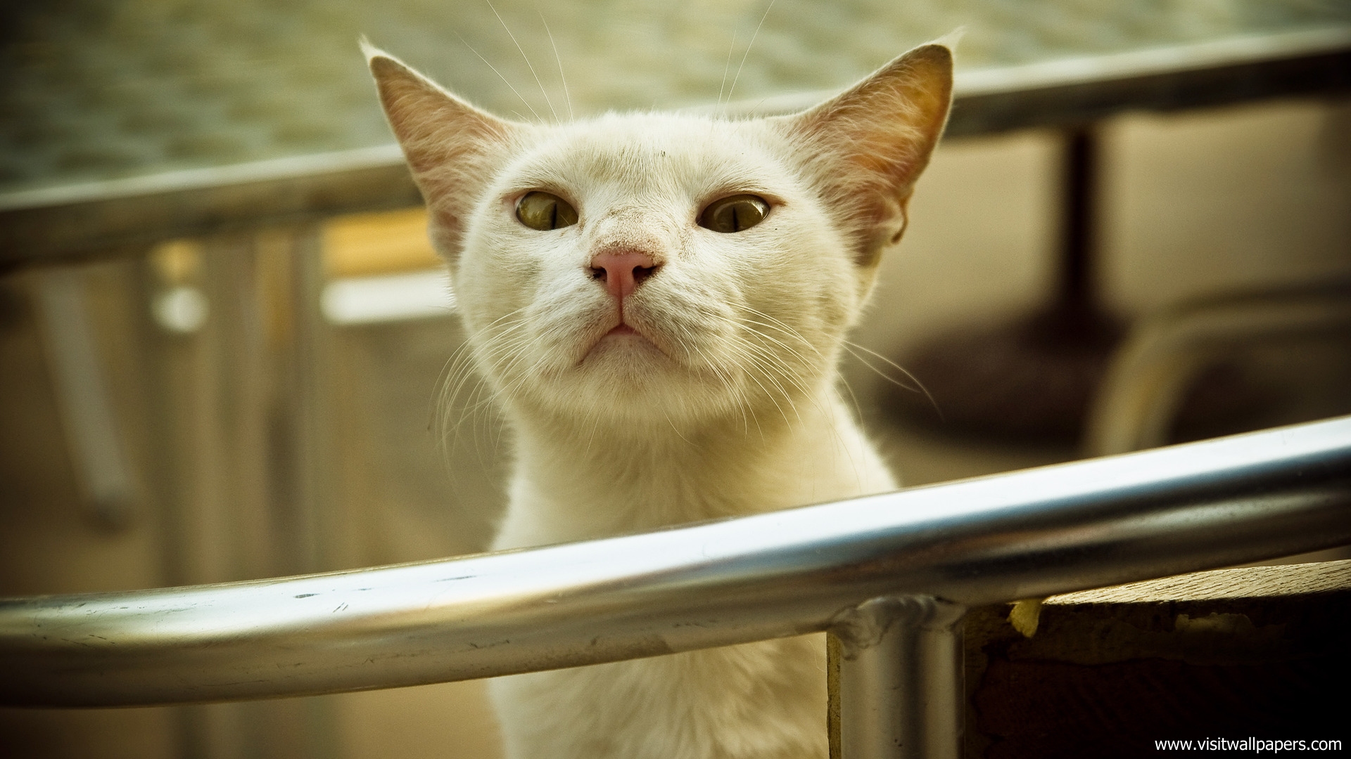 cat_236