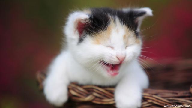 cat_237