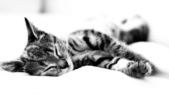 cat_241