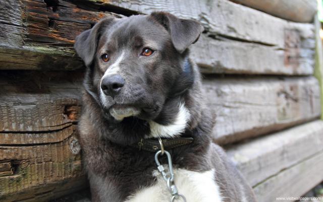 dog_442