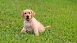 dog_447
