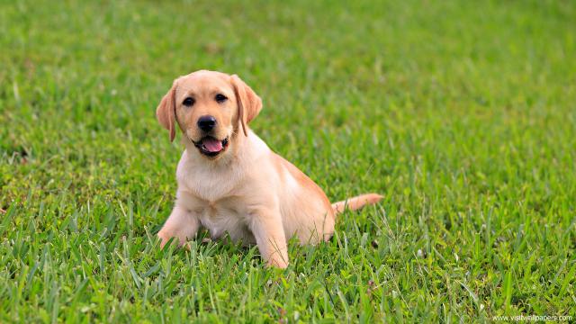 dog_447