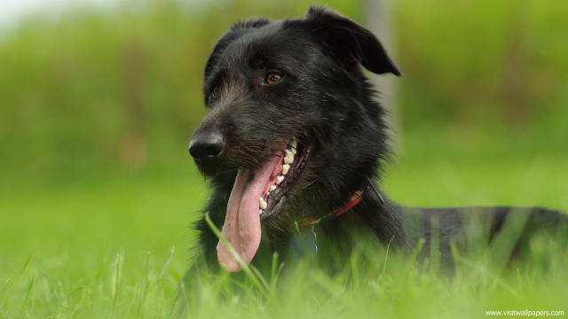 dog_448