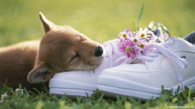 dog_455