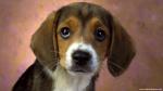 dog_456