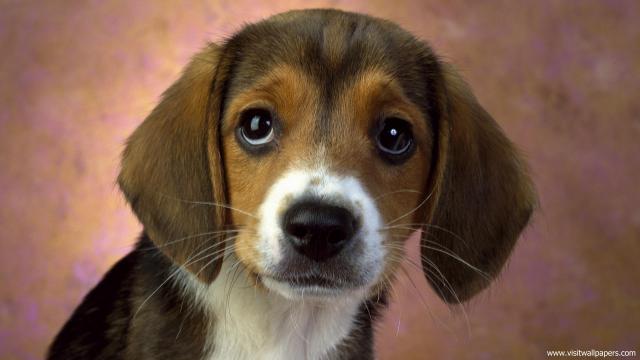 dog_456