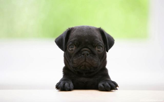 dog_457