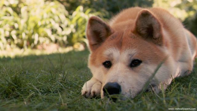 dog_460
