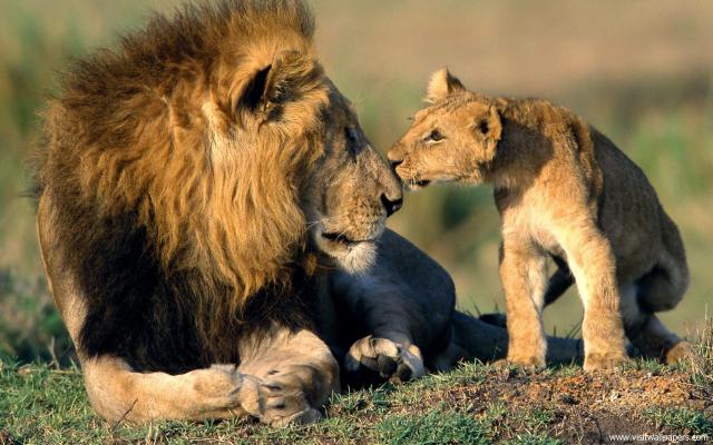 African_Lion_04