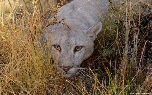 Lion_14