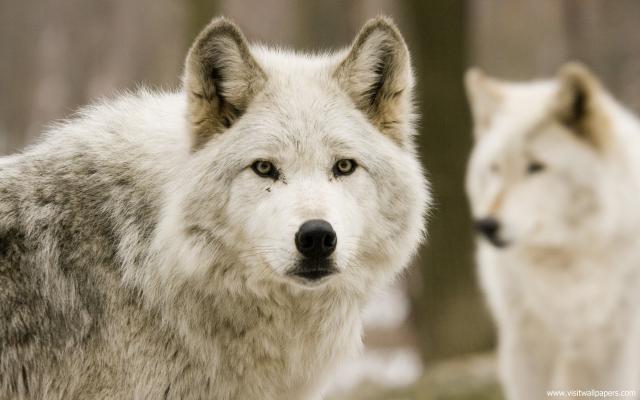 Animals_311