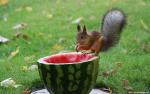 Animals_314
