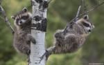 Animals_317