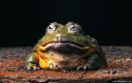 Animals_318