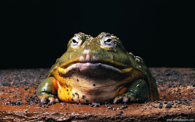 Animals_318