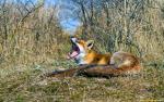 Animals_319