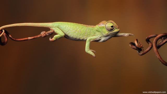 Animals_320