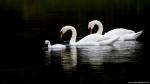 Animals_321