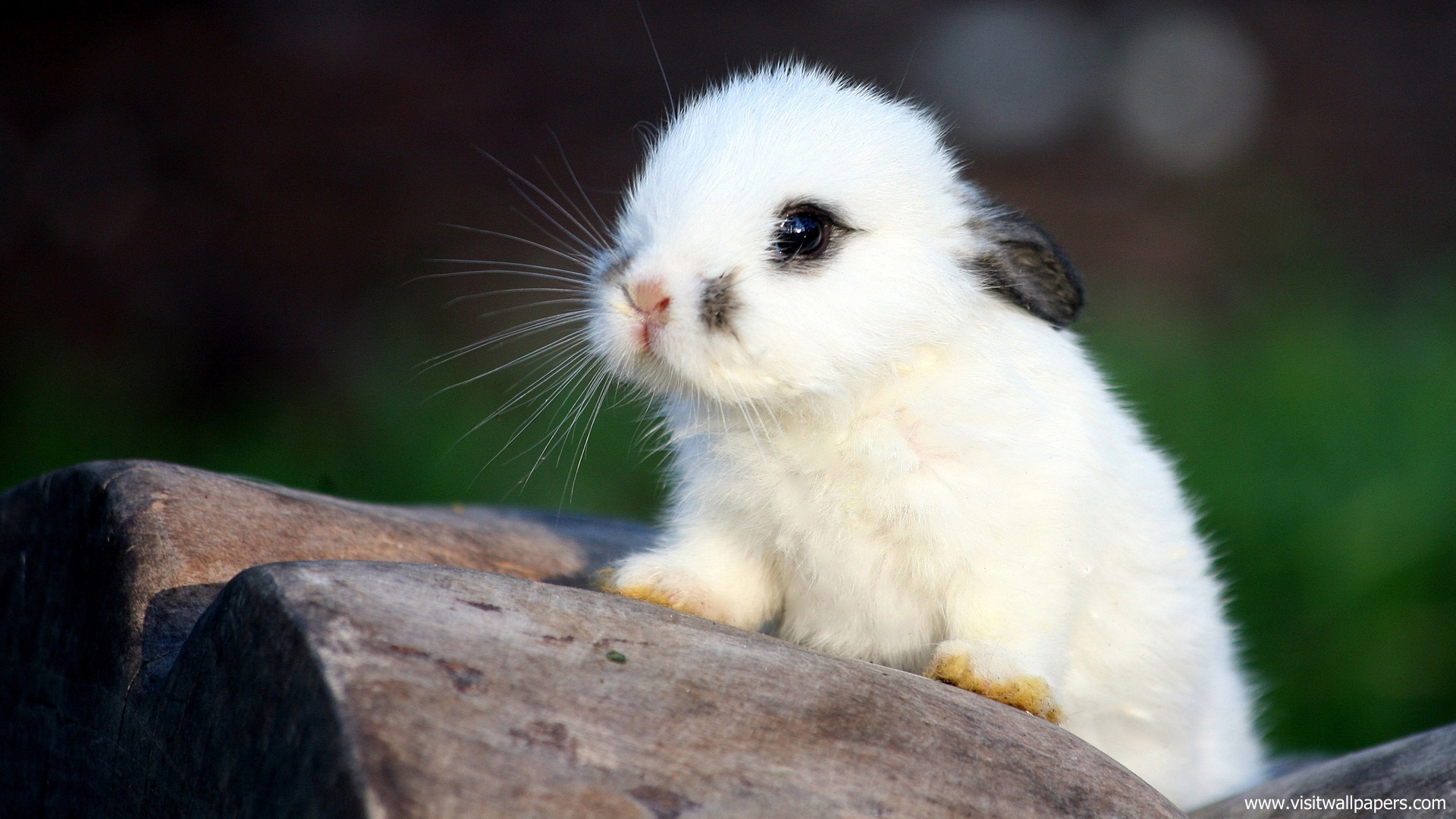 Animals_322