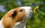 Animals_323
