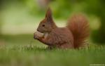 Animals_325