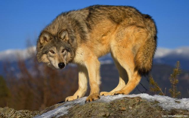 Animals_328
