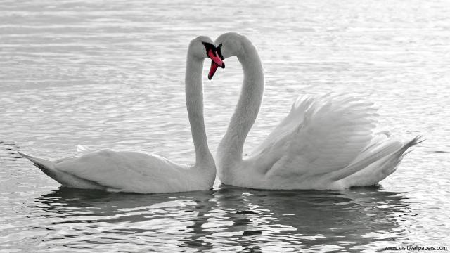 Animals_331