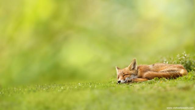 Animals_332
