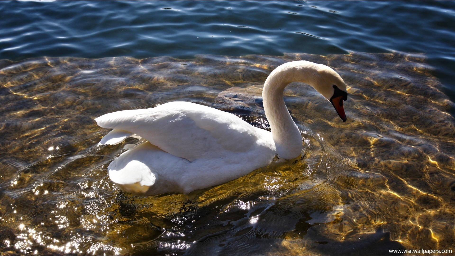 Animals_338