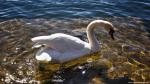 Animals_338