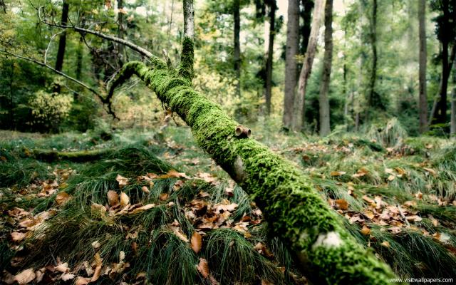 Nature_024