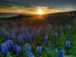 Nature_165