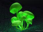 green_022