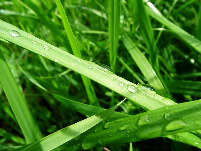 green_023