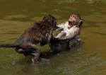 Animals_341